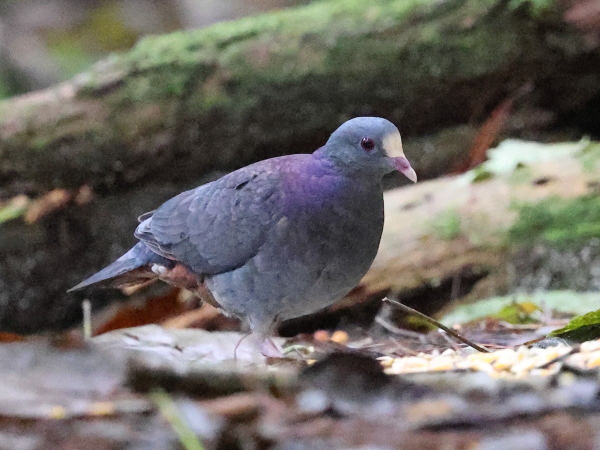 Голубок гаїтійський - ML646987901