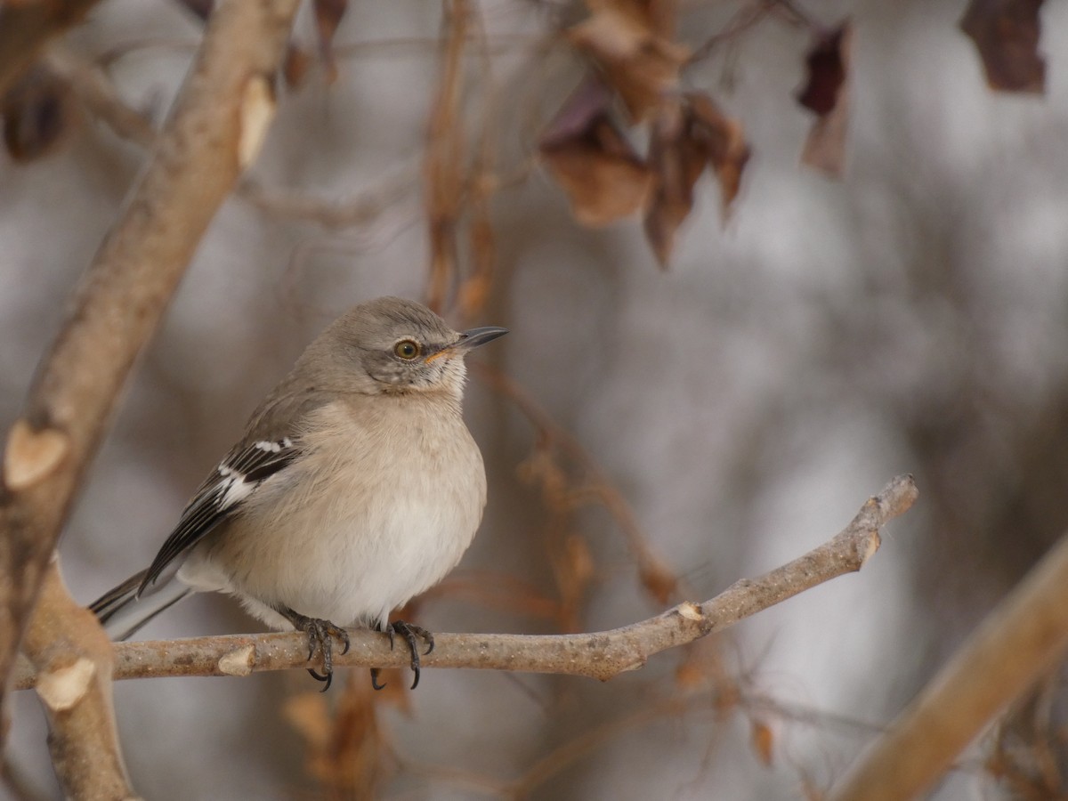 Sinsonte Norteño - ML646987902