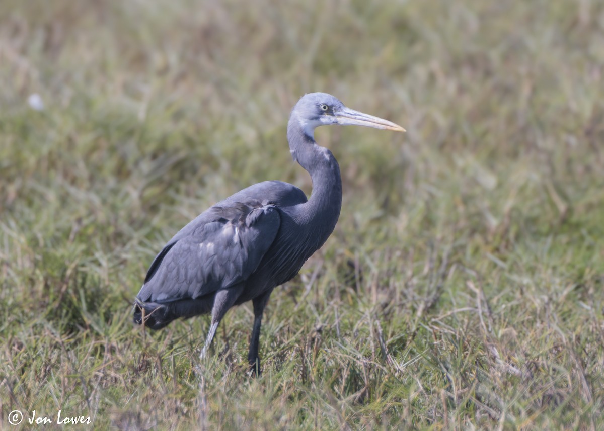 Uharri-koartzatxoa (ekialdekoa) - ML646987904