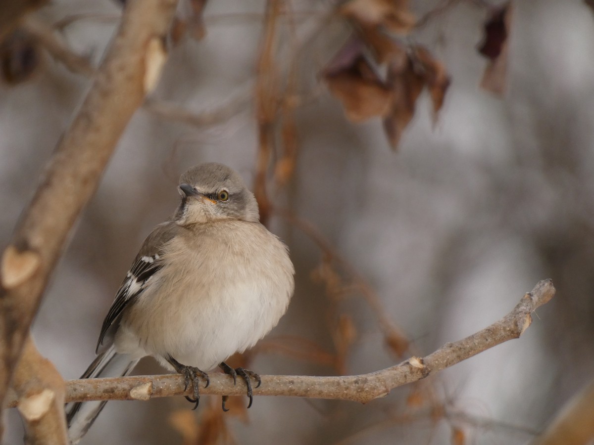 Sinsonte Norteño - ML646987905
