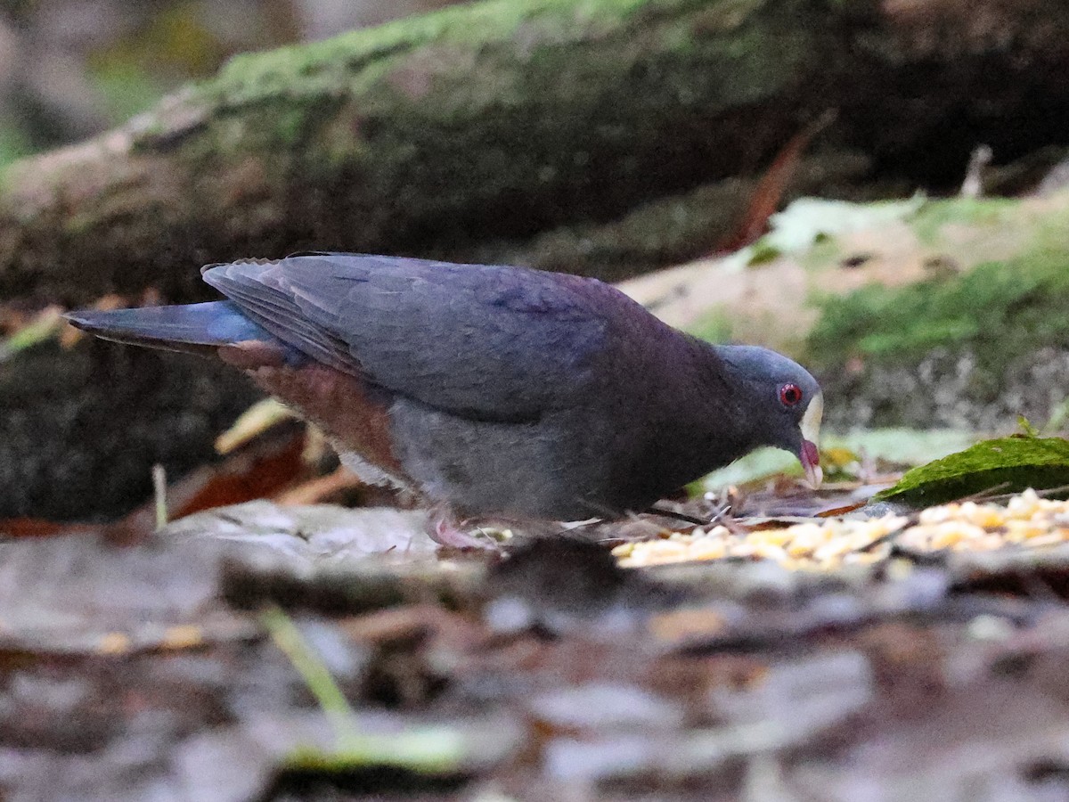 Голубок гаїтійський - ML646987906