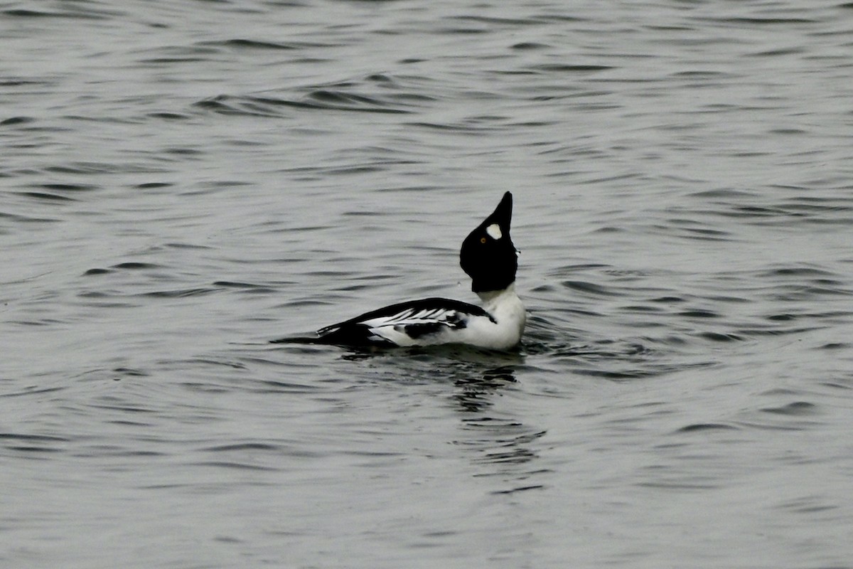 Common Goldeneye - ML646987908