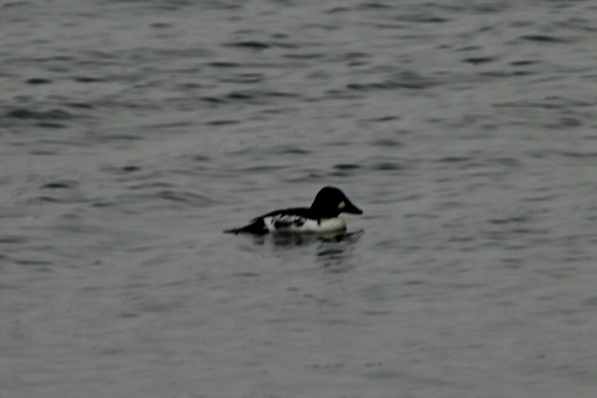 Common Goldeneye - ML646987909