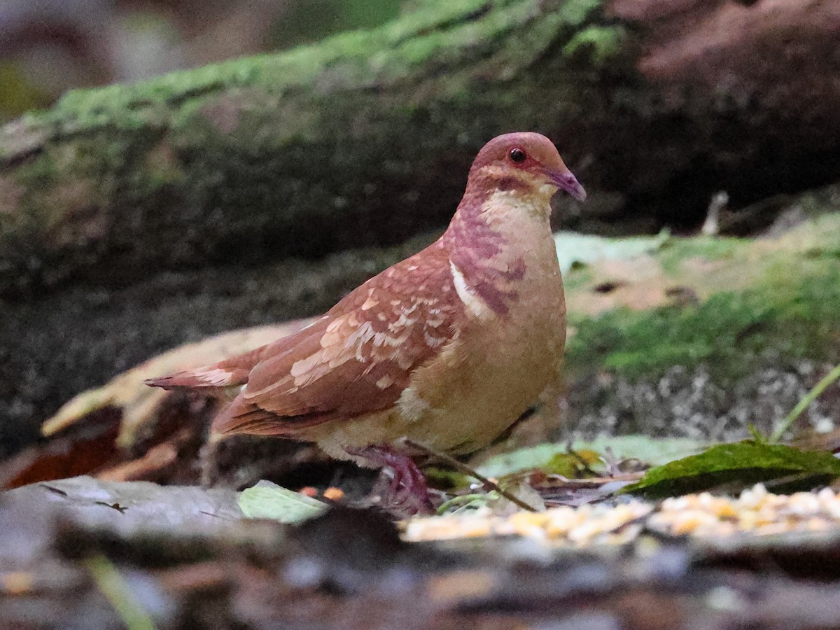 Голубок бурий - ML646987910