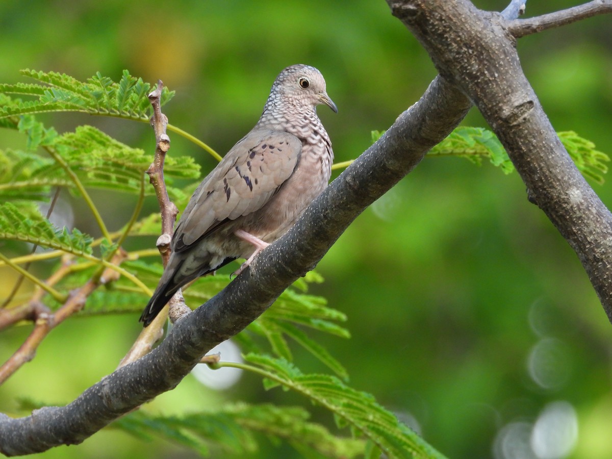 Common Ground Dove - ML646987911