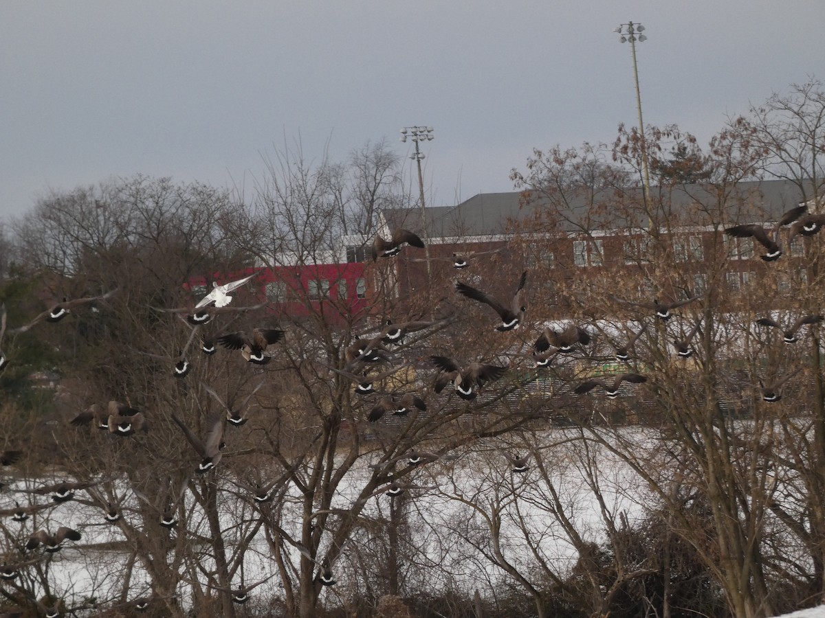 Ánsar Nival - ML646987915