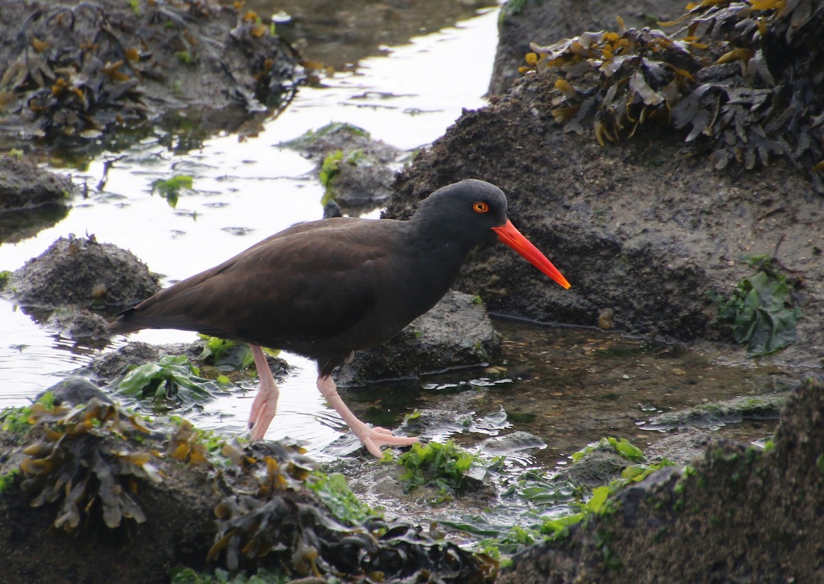 Black Oystercatcher - ML646987916