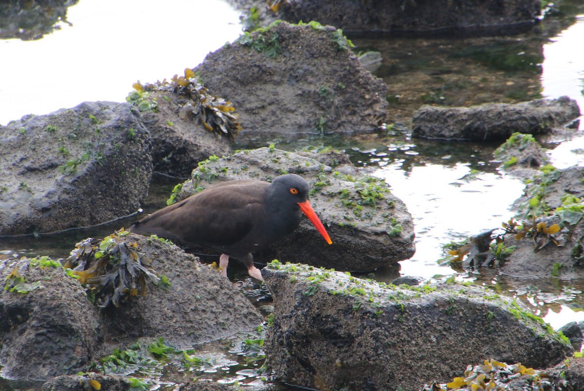 Black Oystercatcher - ML646987917