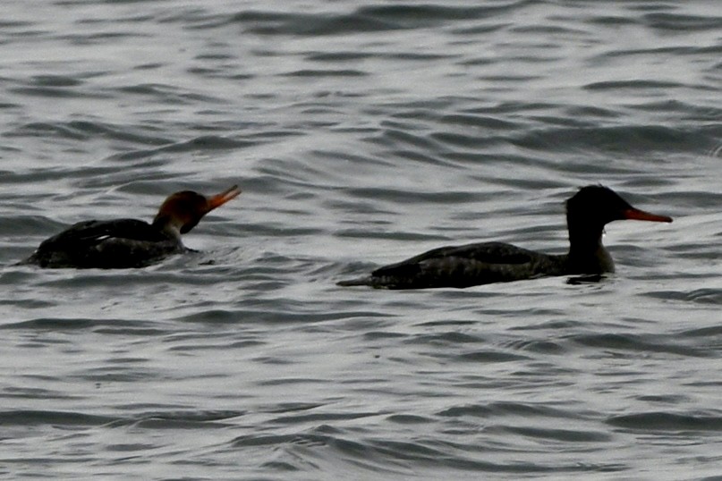 Red-breasted Merganser - ML646987922