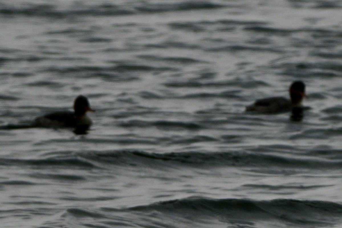 Red-breasted Merganser - ML646987923