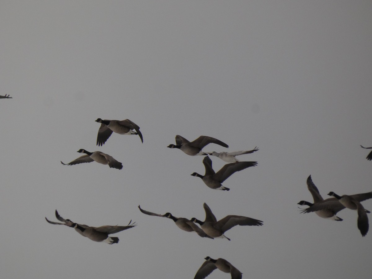 Ánsar Nival - ML646987929