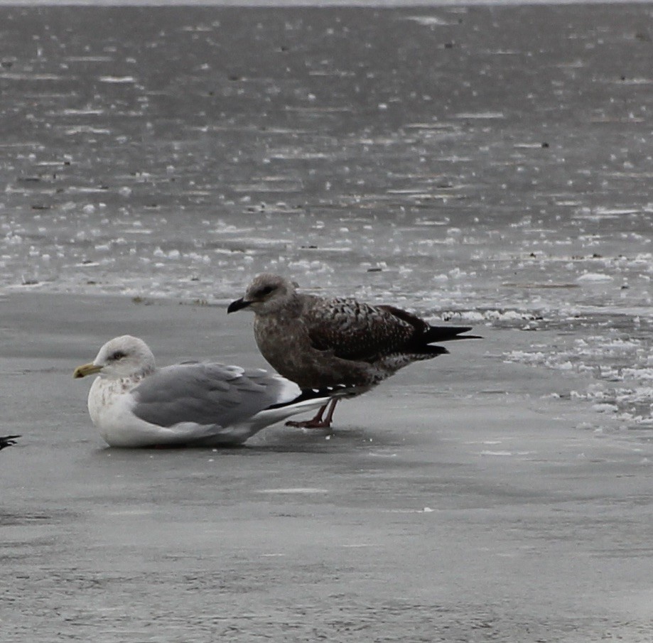 Lesser Black-backed Gull - ML646987933