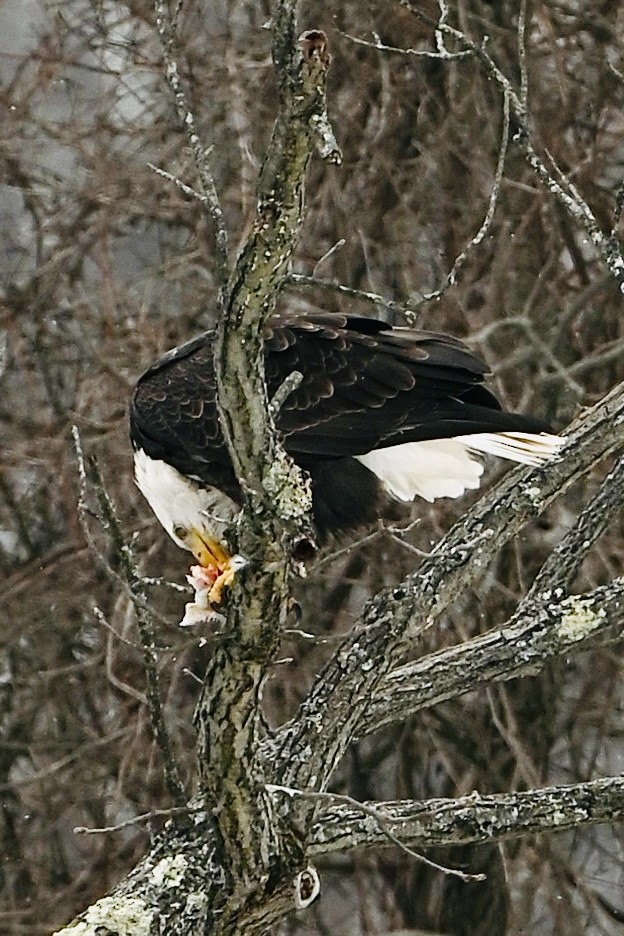 Bald Eagle - ML646987950
