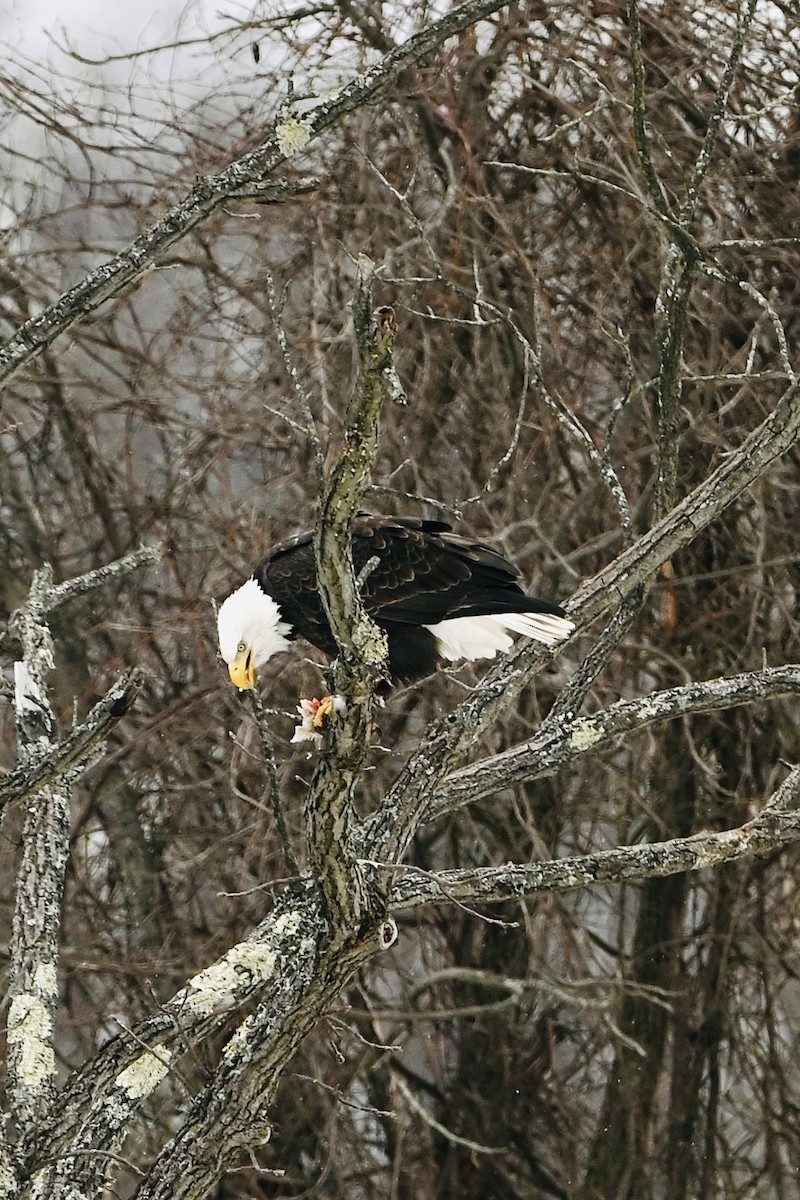 Bald Eagle - ML646987952