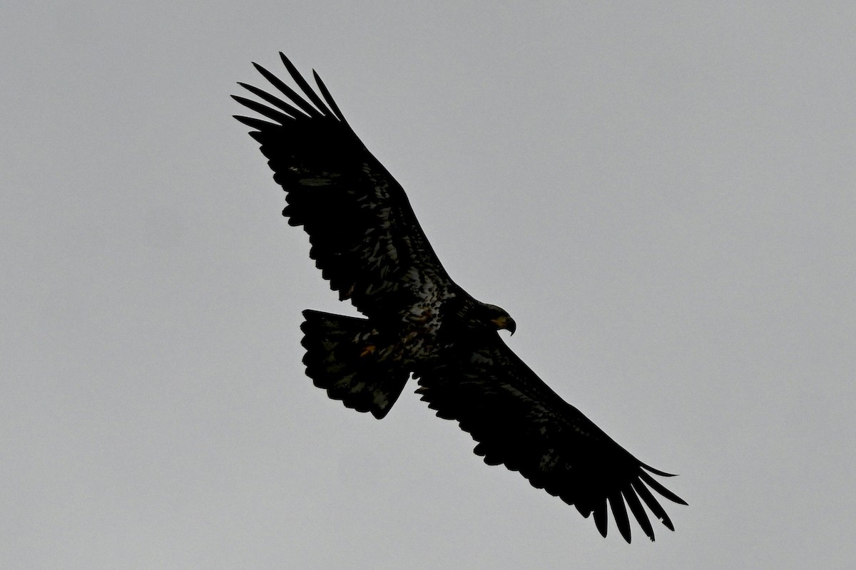 Bald Eagle - ML646987954