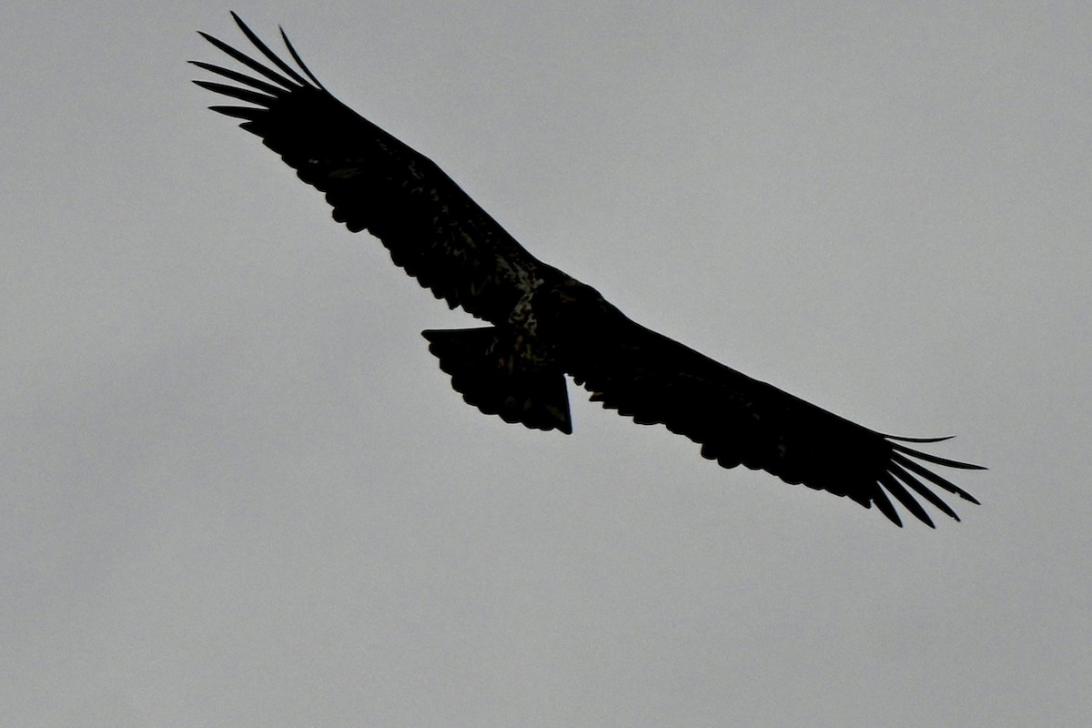 Bald Eagle - ML646987955