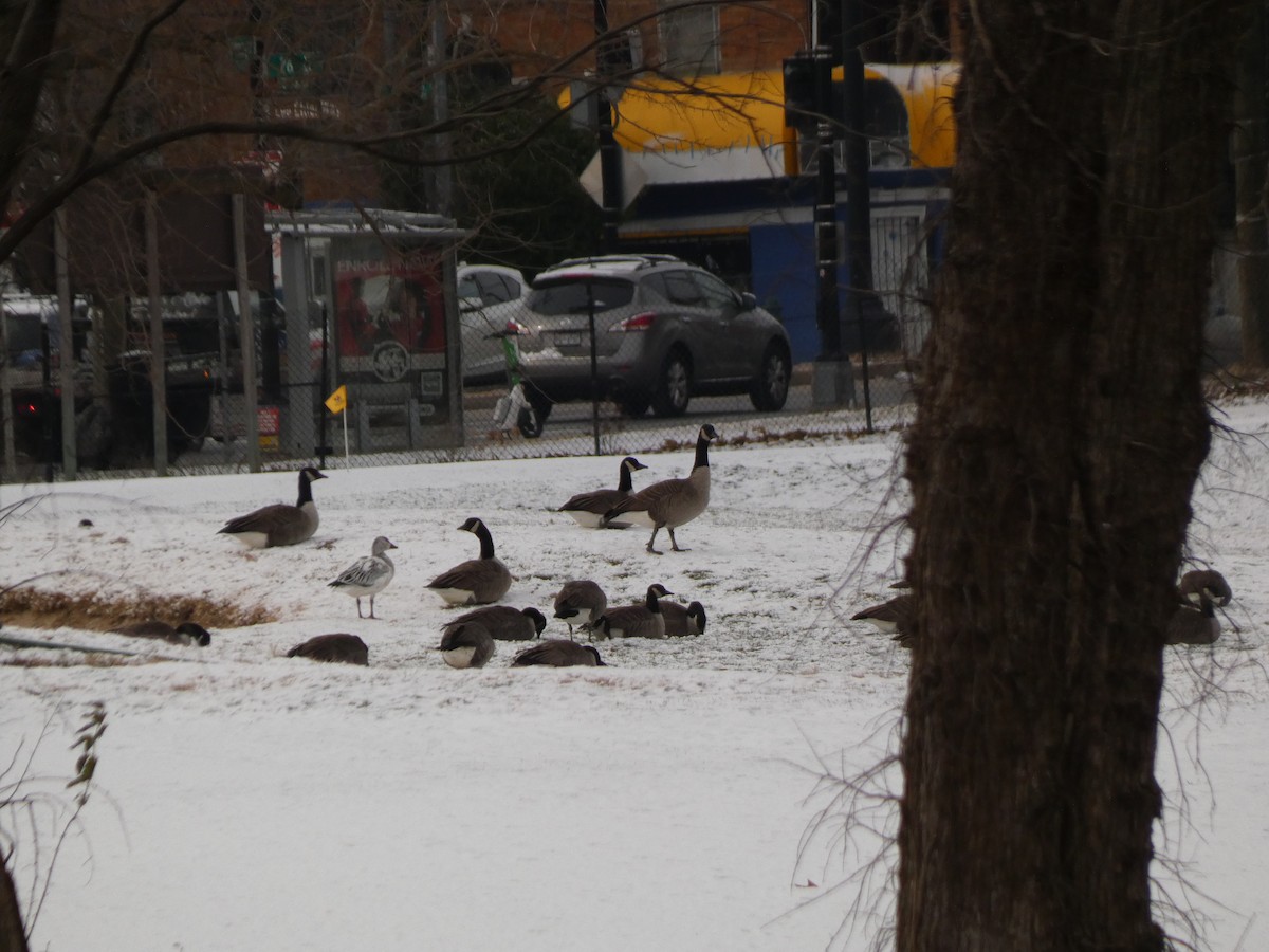 Ánsar Nival - ML646987959