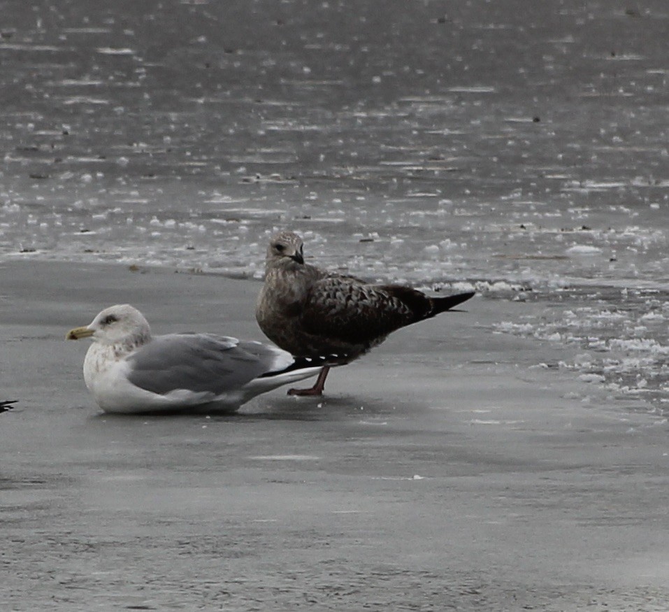 Lesser Black-backed Gull - ML646987961