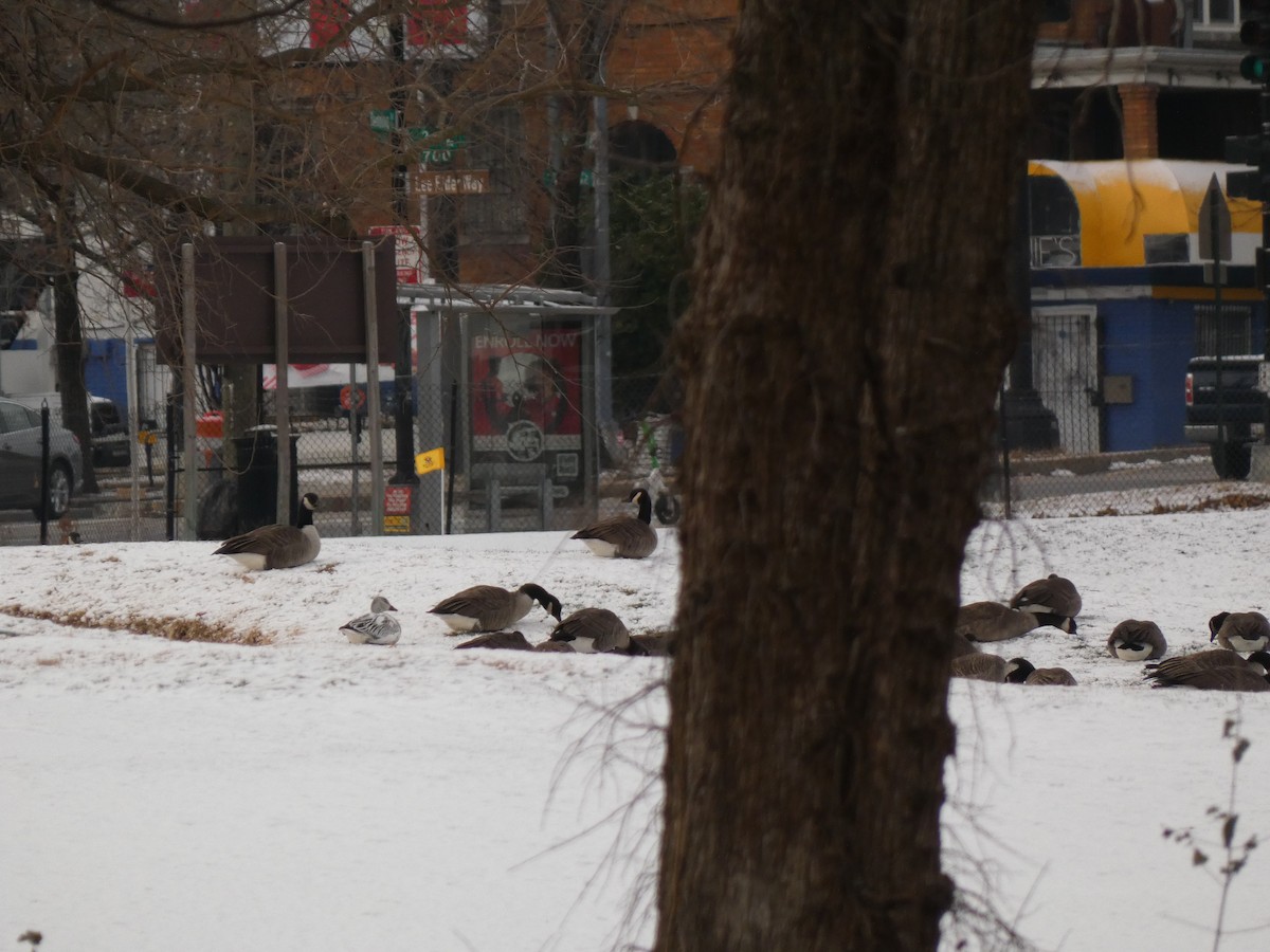 Ánsar Nival - ML646987964