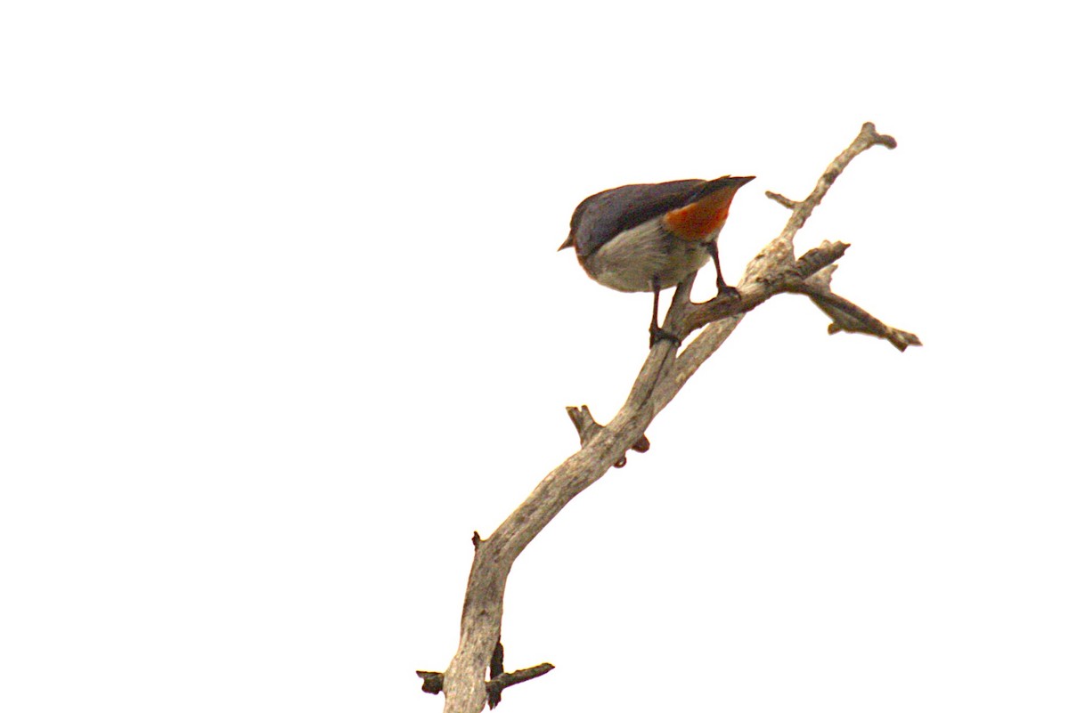 Mistletoebird - ML646987966