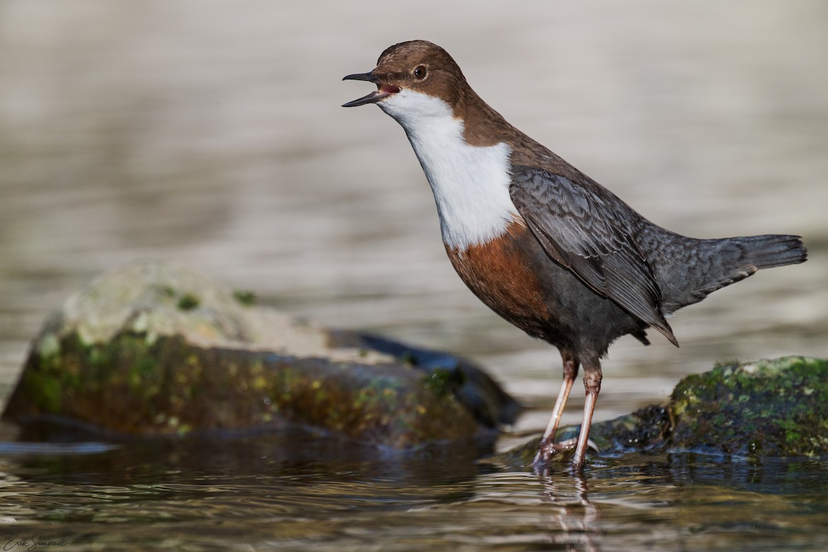 White-throated Dipper - ML646987970