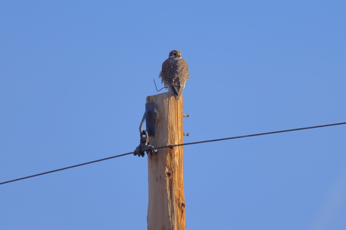 Çayır Doğanı - ML646987971