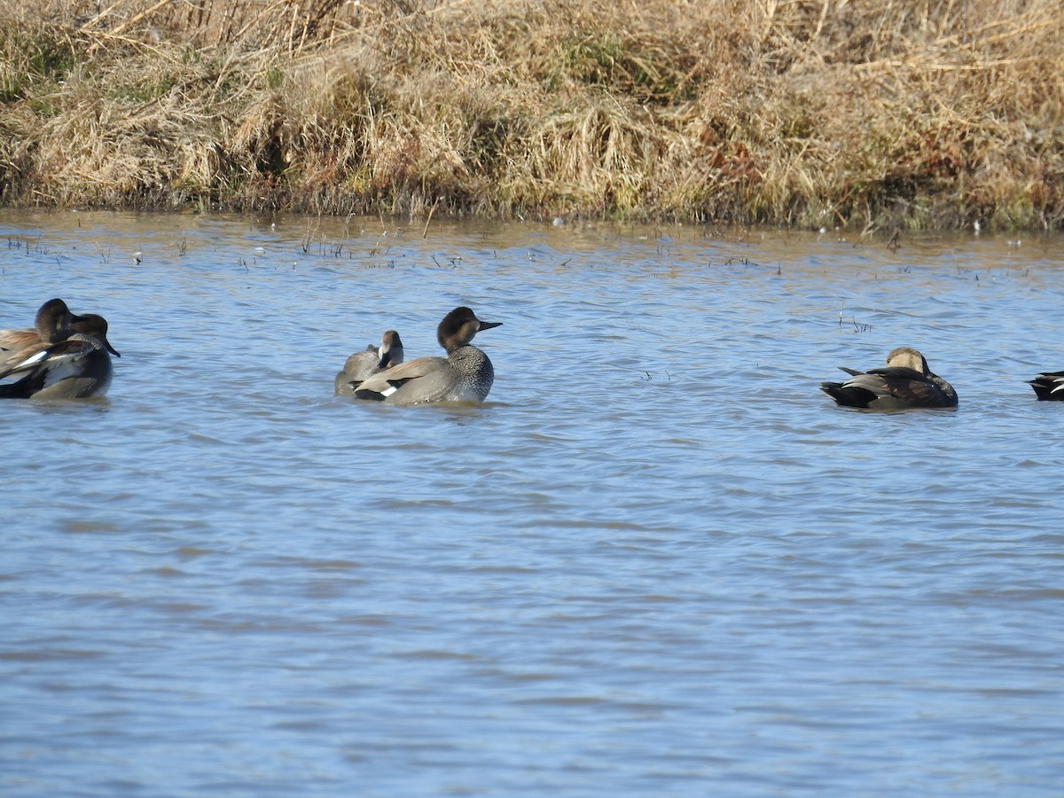 Ipar-ahatea - ML646987976