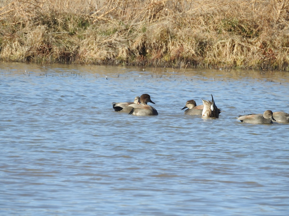 Ipar-ahatea - ML646987984