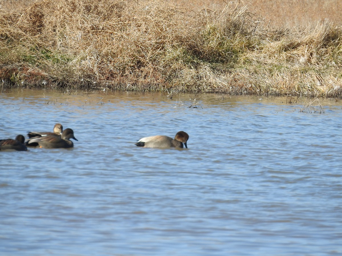 Ipar-ahatea - ML646987988