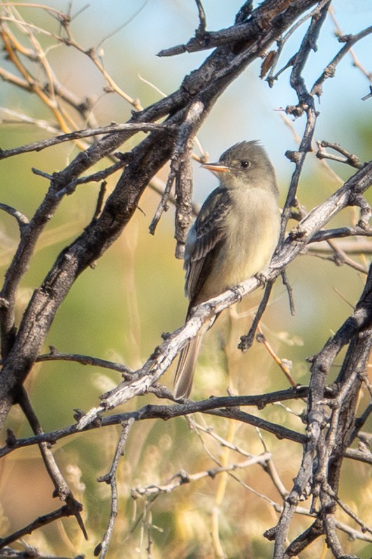 Greater Pewee - ML646987991