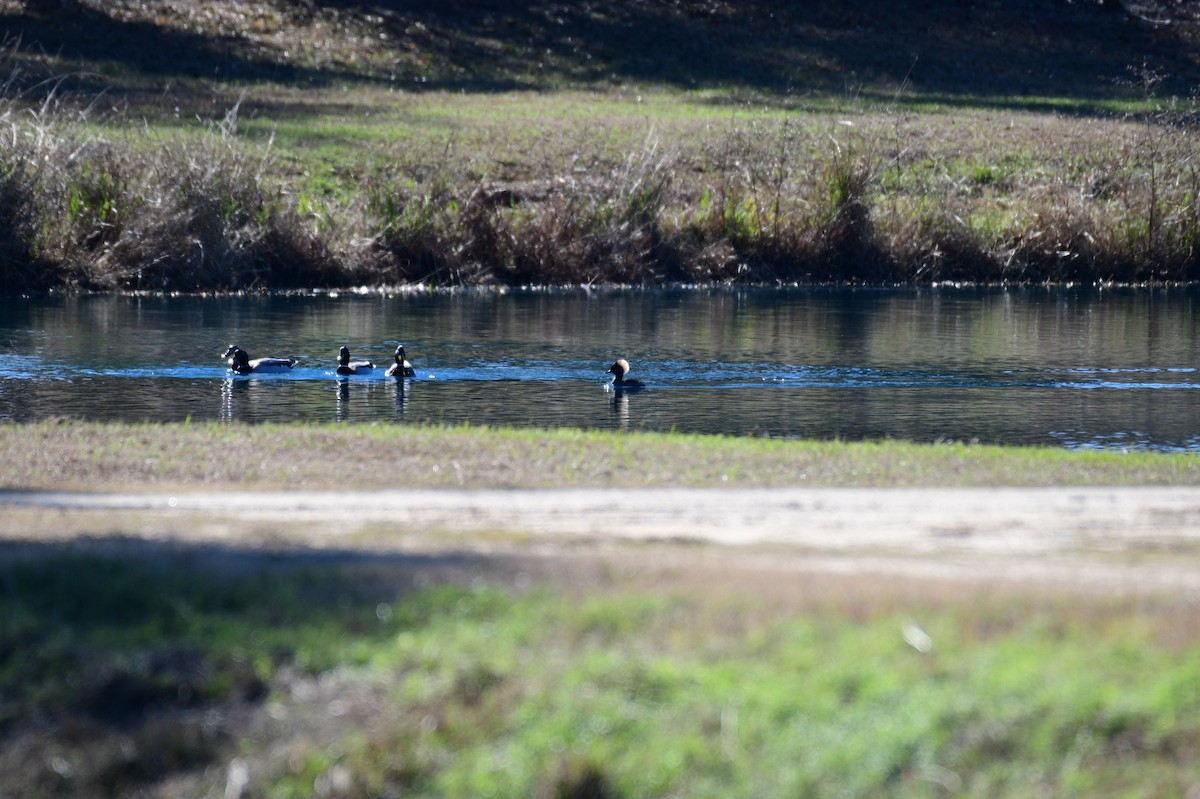 Hooded Merganser - ML646987994