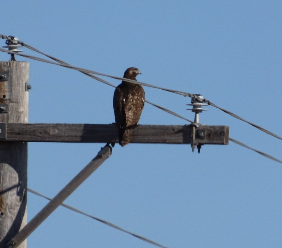 Red-tailed Hawk (calurus/alascensis) - ML646987995