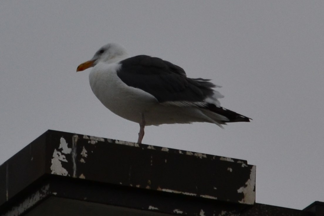 Gaviota Occidental - ML646988002