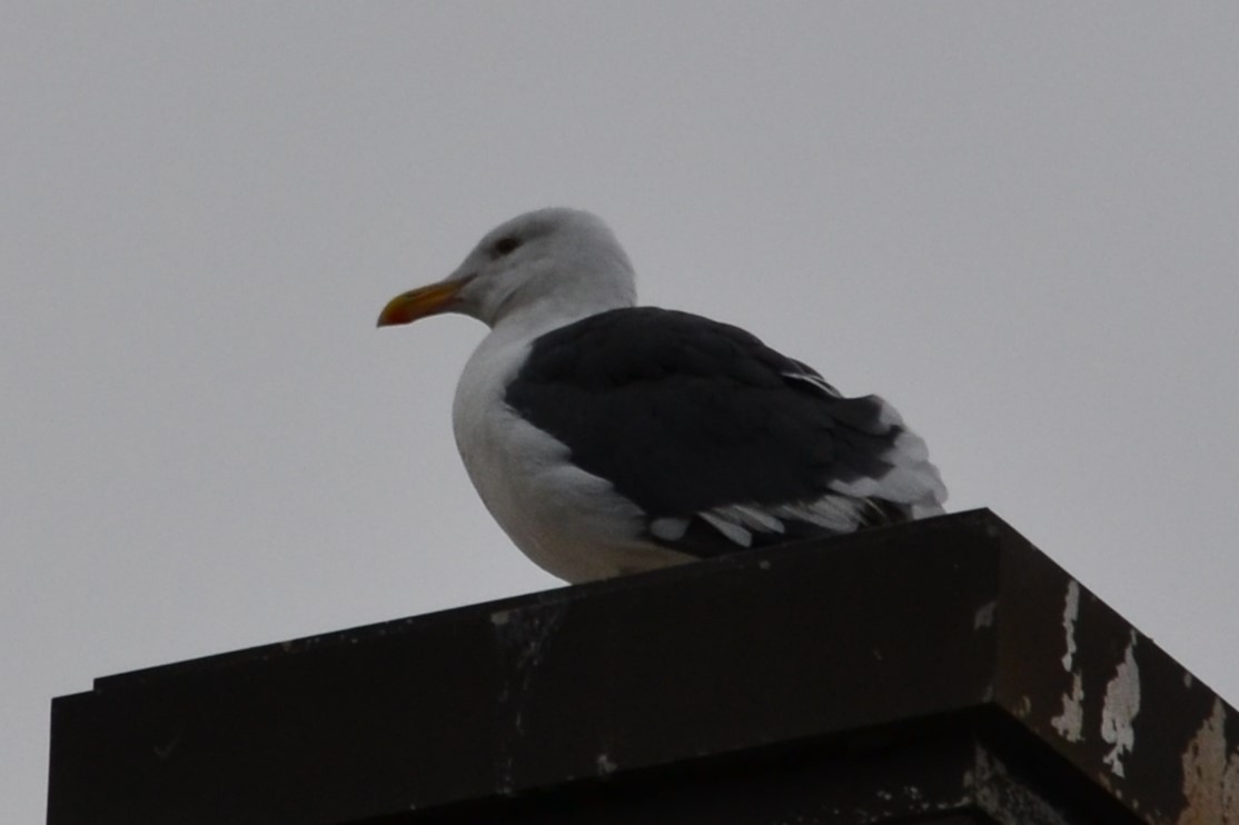 Gaviota Occidental - ML646988003