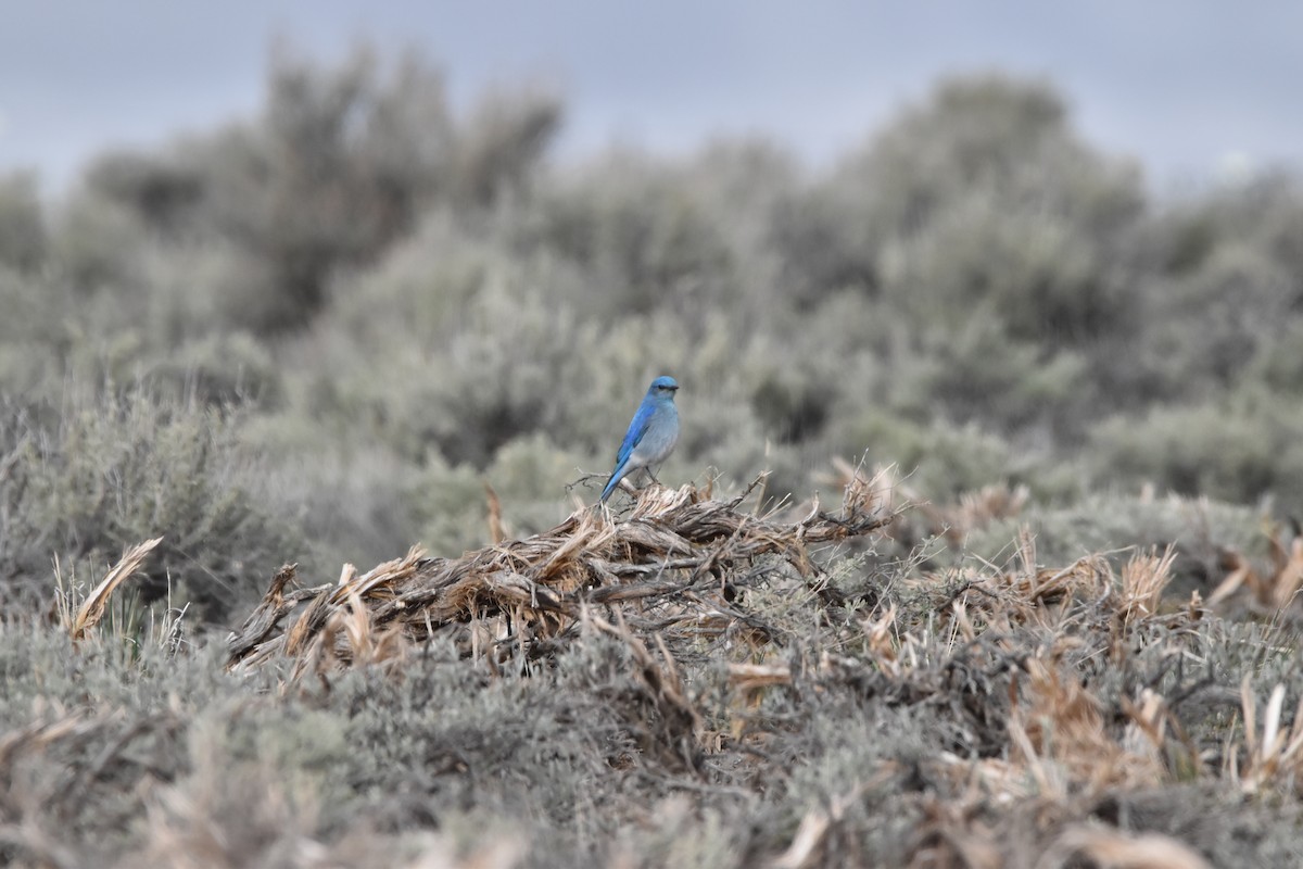 Mountain Bluebird - ML646988007