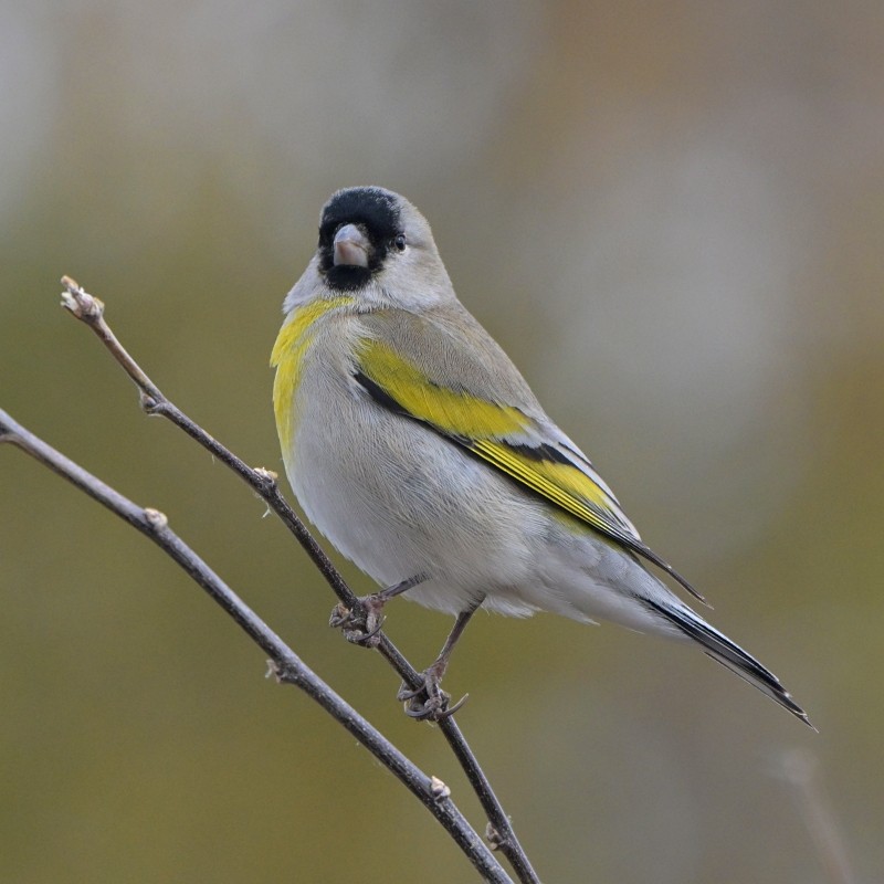 Lawrence's Goldfinch - ML646988008