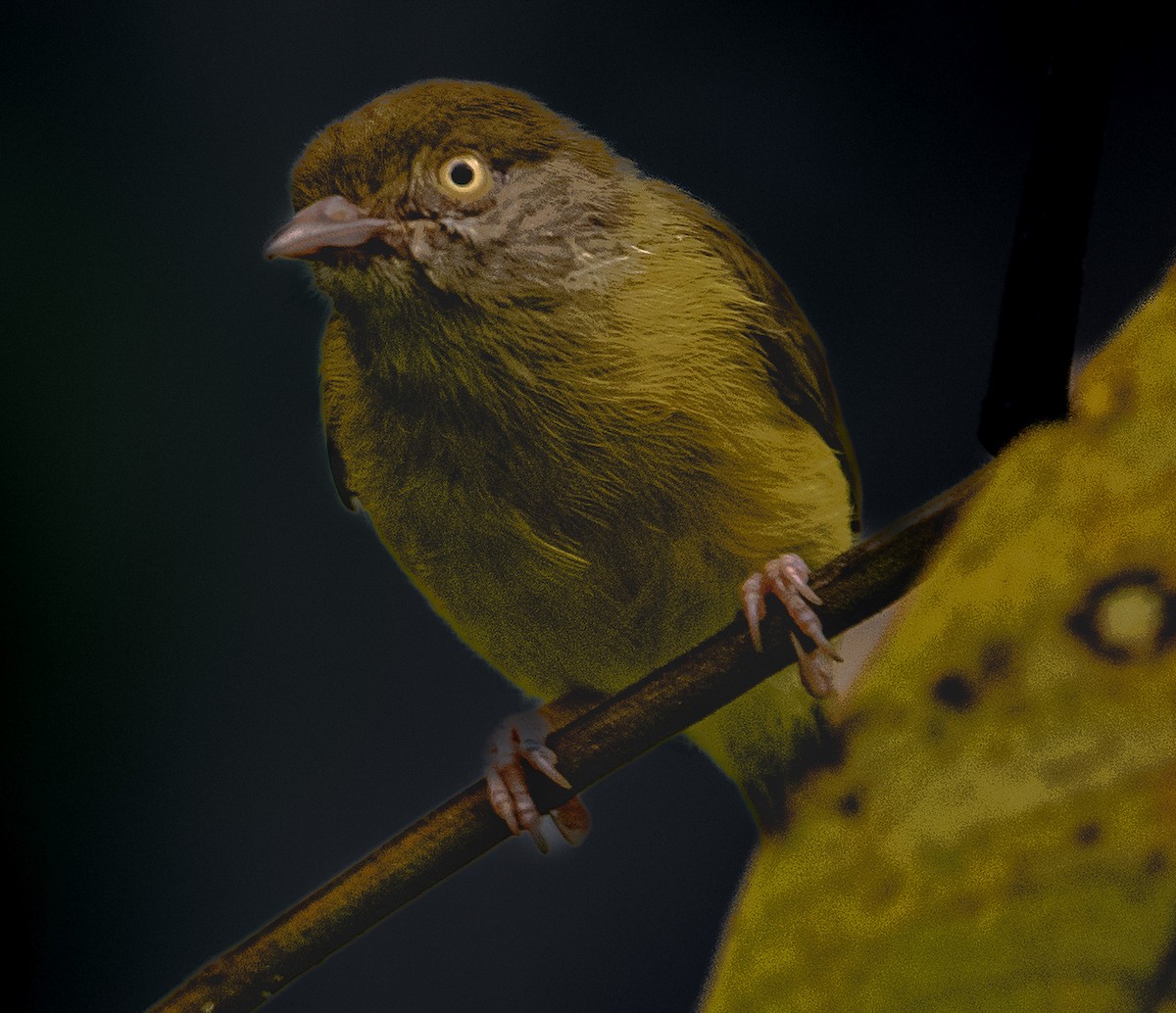 Scrub Greenlet - ML646988009