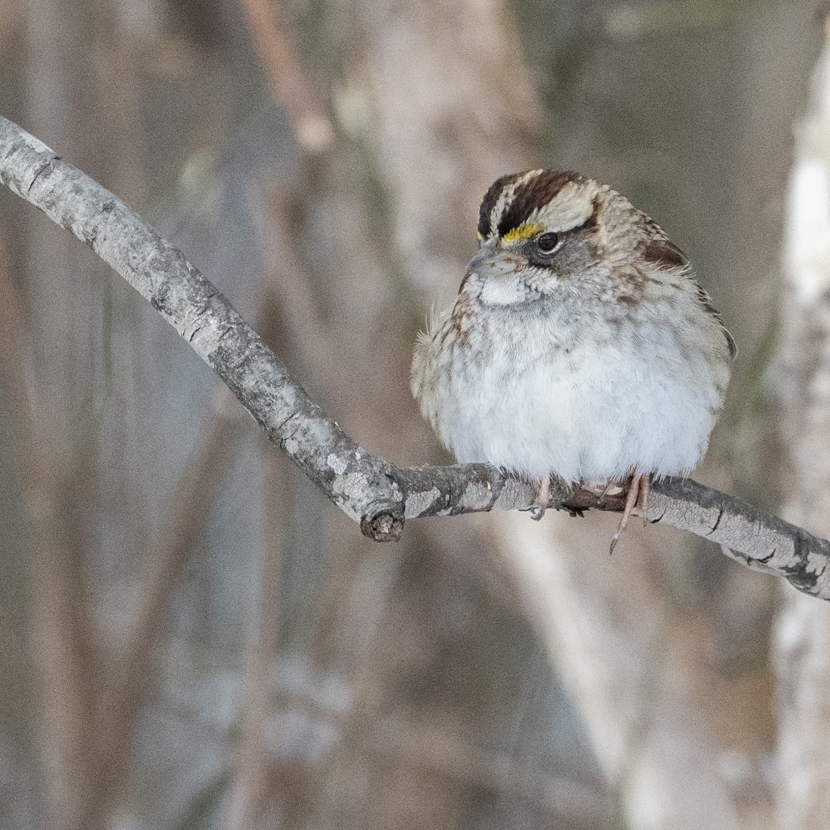 White-throated Sparrow - ML646988012