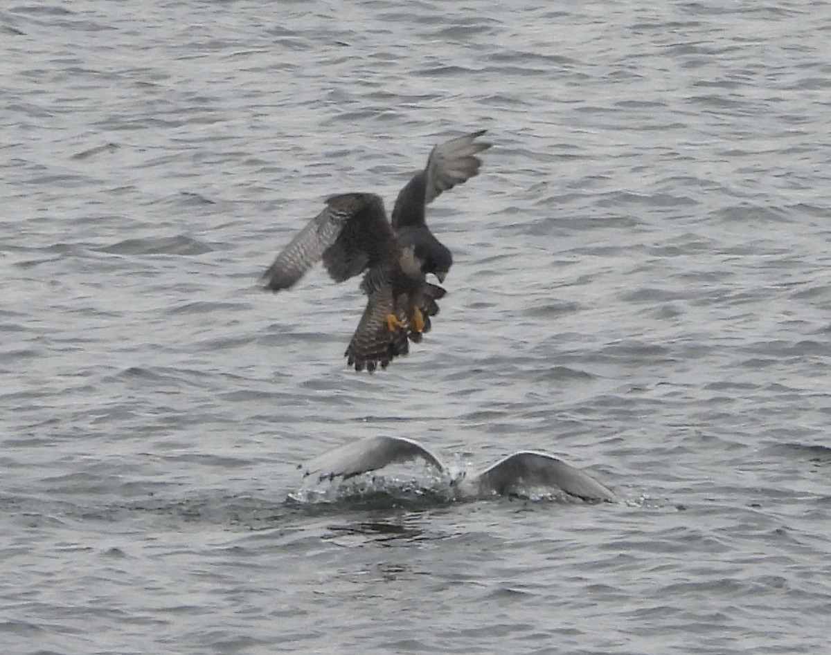 Peregrine Falcon - ML646988013