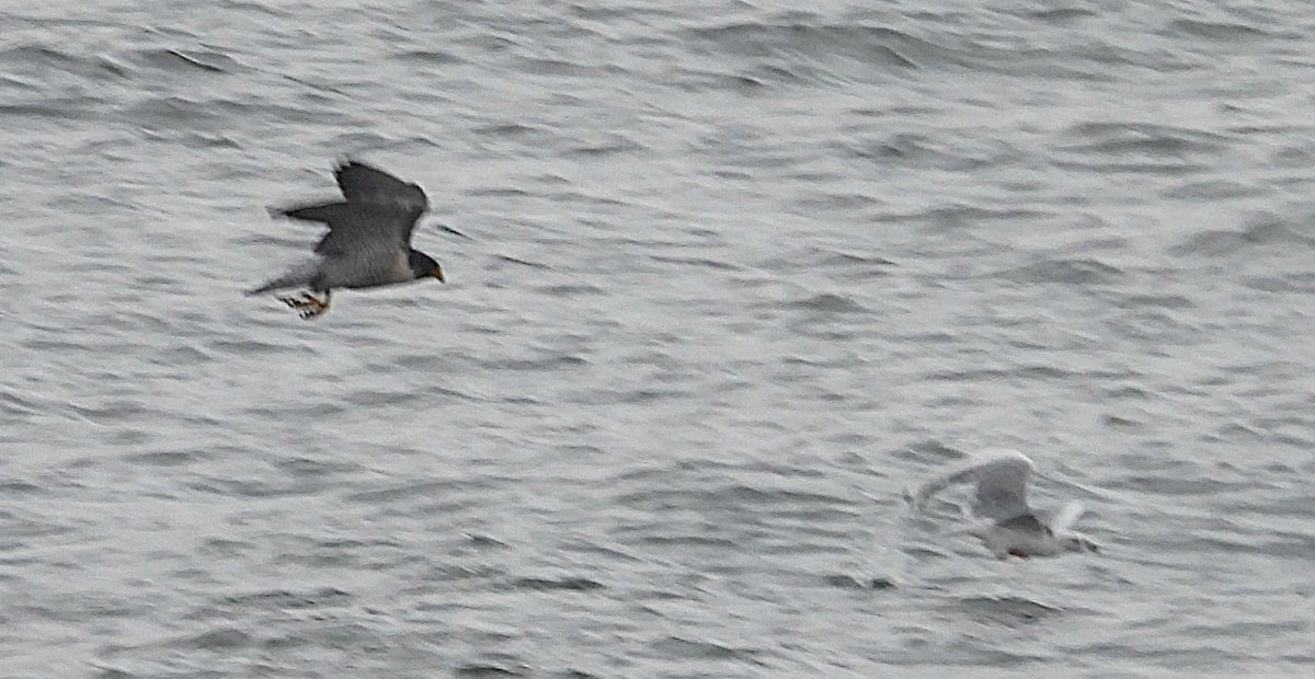 Peregrine Falcon - ML646988014