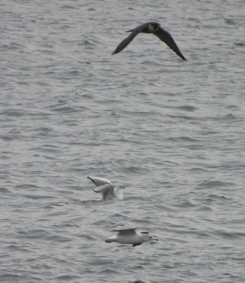 Peregrine Falcon - ML646988015