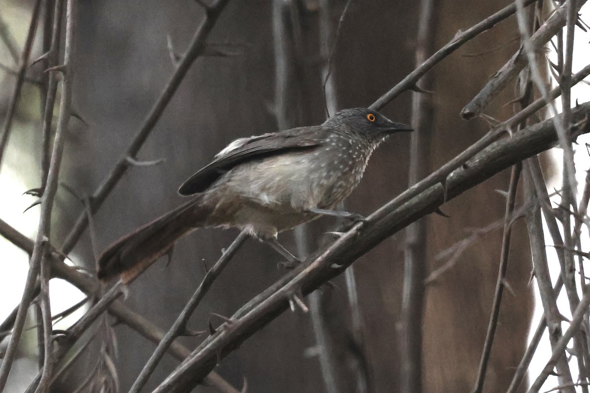 Arrow-marked Babbler - ML646988018