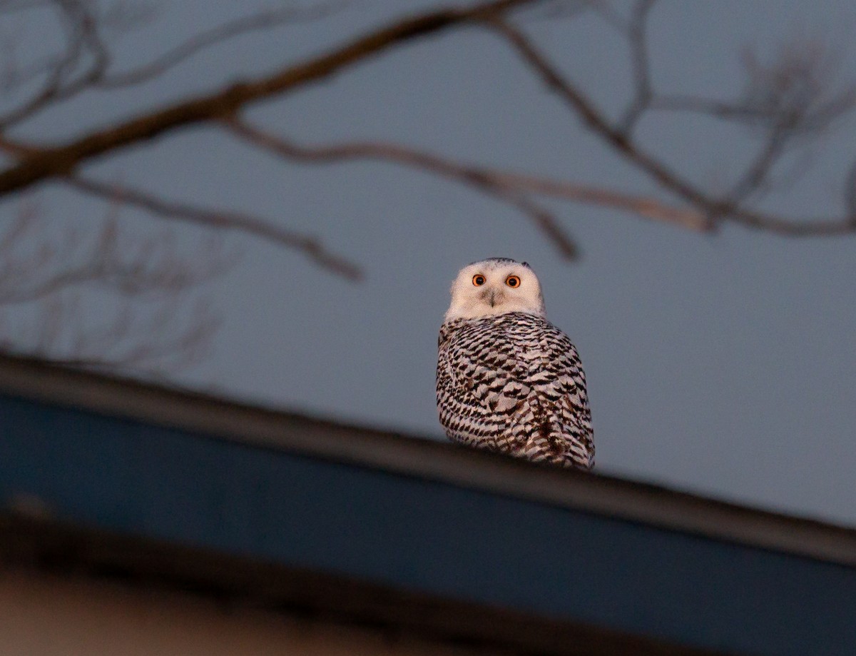 Snowy Owl - ML646988019