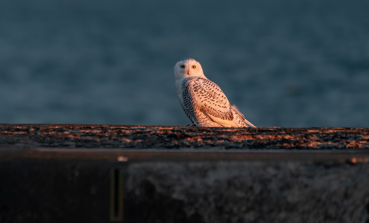Snowy Owl - ML646988020