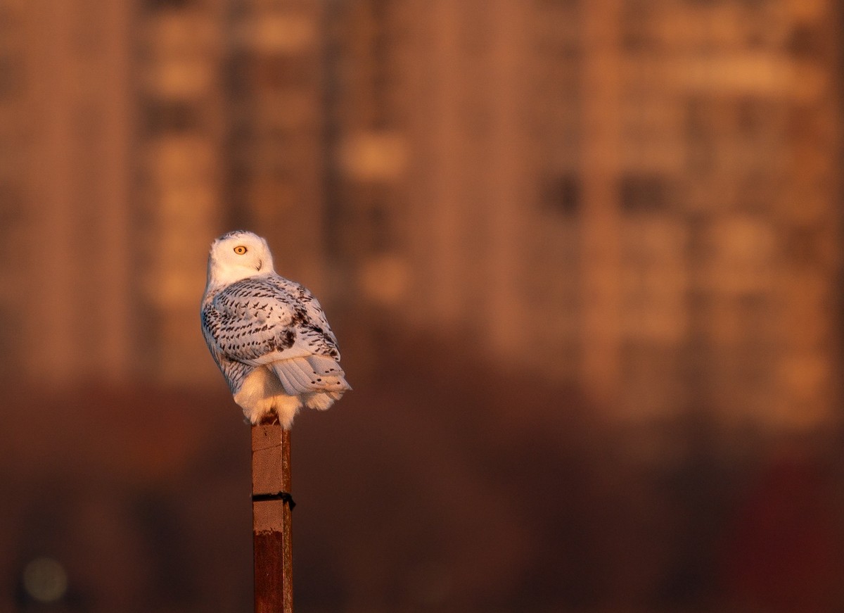 Snowy Owl - ML646988021