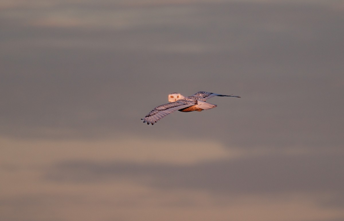 Snowy Owl - ML646988022