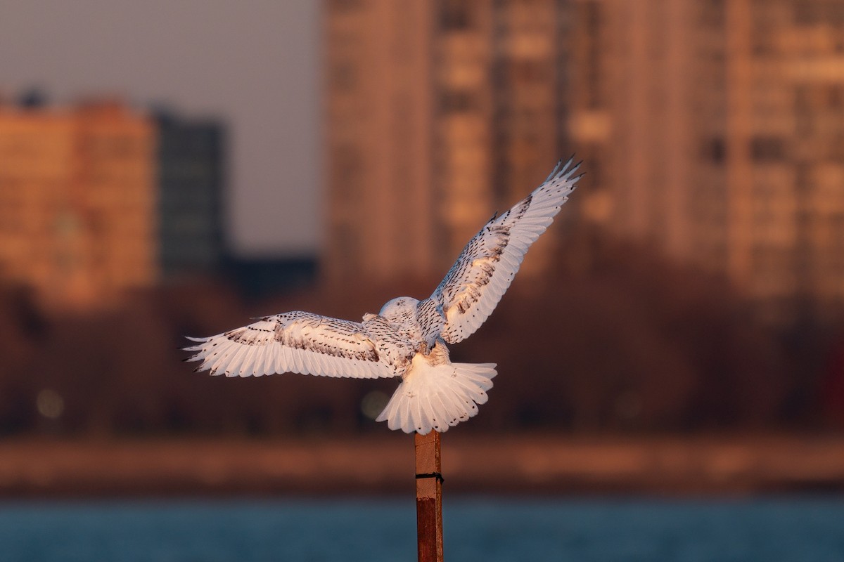 Snowy Owl - ML646988023
