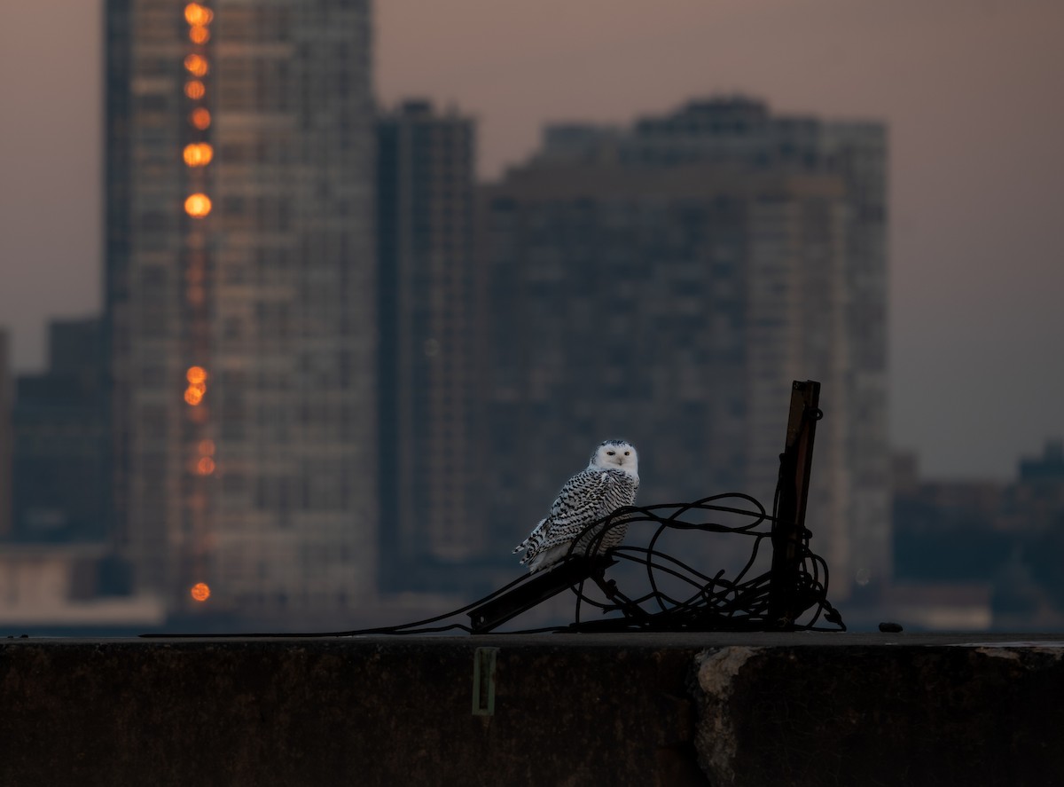 Snowy Owl - ML646988024