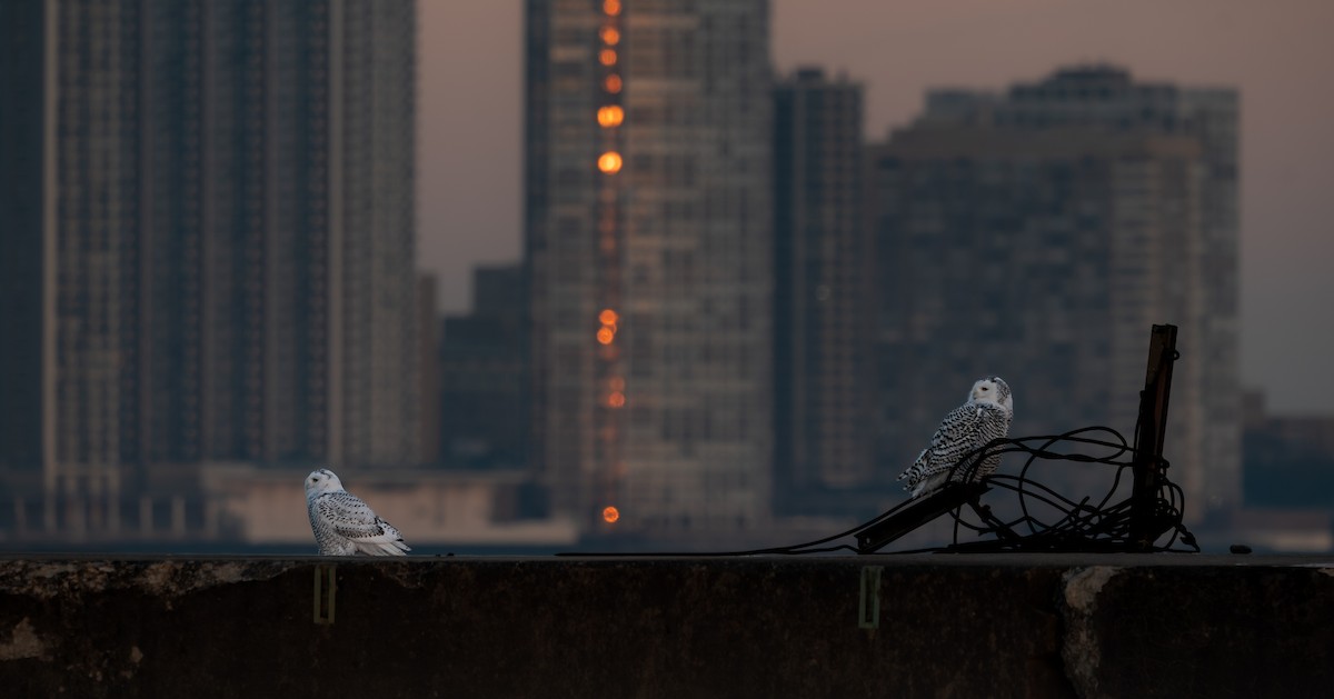 Snowy Owl - ML646988025