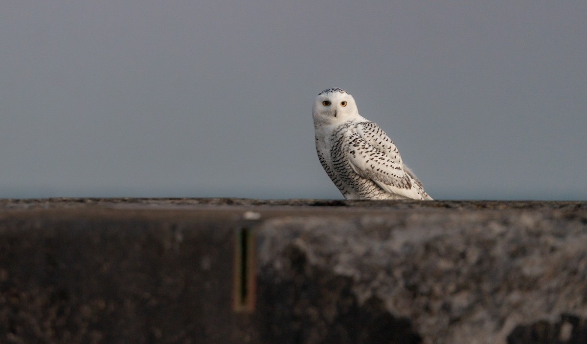 Snowy Owl - ML646988026